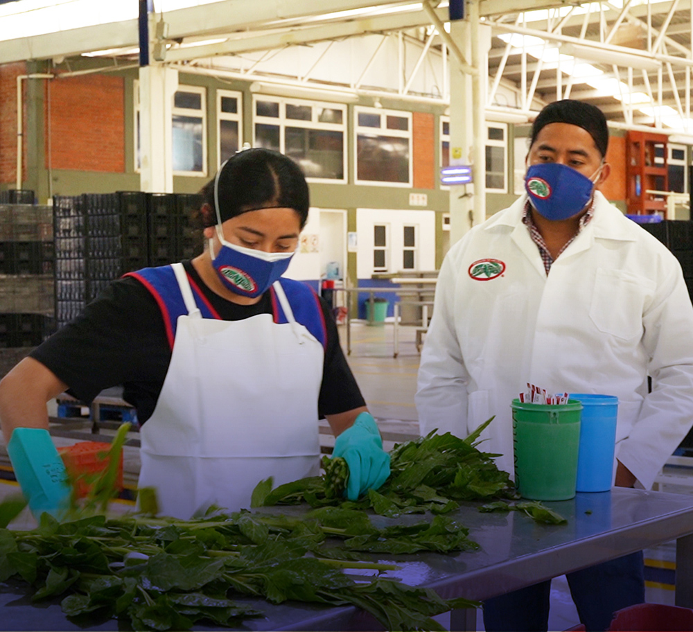 Comercializadora Mexicana de Legumbres COMELESA