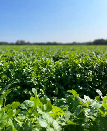 Comercializadora Mexicana de Legumbres COMELESA Puebla