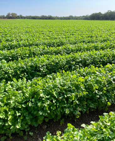 Comercializadora Mexicana de Legumbres COMELESA Puebla